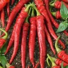 Papper Red 50 Pcs Cayenne Long Slim Pepper Seeds