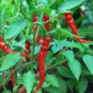 Vegetable Papper Red 100 Pcs Cayenne Long Slim Pepper Seeds