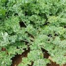 250 Seeds Vegetable Siberian Kale Seeds