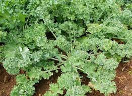 250 Seeds Vegetable Siberian Kale Seeds