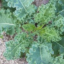 Siberian Kale Seeds Fresh 500 Seeds Vegetable