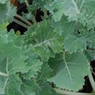 Kale Seeds Fresh 1000 Seeds Vegetable Siberian