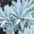 Sage Seeds 50 Seeds Vegetable For Garden