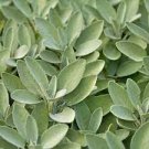 Green 100 Seeds Sage Seeds Vegetable For Garden