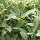 Vegetable For Garden Green 200 Seeds Sage Seeds