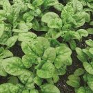 Bloomsdale Spinach 50 Seeds Vegetable For Garden