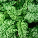 Bloomsdale Vegetable For Garden Spinach 100 Seeds