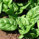 200 Seeds Bloomsdale Vegetable For Garden Spinach