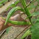 Pod Okra 100 Seeds Green Long Vegetable Seeds For Garden