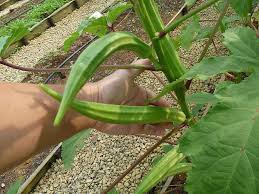 Pod Okra 100 Seeds Green Long Vegetable Seeds For Garden