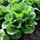 500 Seeds Parris Island Romaine Lettuce Seeds Vegetable Seeds For Garden