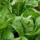 Parris Island Romaine Lettuce Seeds Vegetable 1000 Seeds For Garden