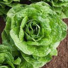 2000 Seeds Lettuce Seeds Vegetable Seeds For Garden Parris Island Romaine