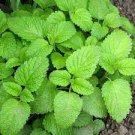 Green 200 Seeds Lemon Balm Seeds For Garden