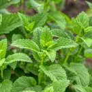 Lemon Balm Seeds Green 400 Seeds For Garden Fresh