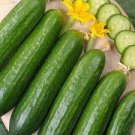 25 Seeds Marketmore 76 Mix Cucumber Seeds Vegetable For Garden Fresh
