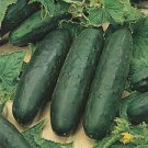 Vegetable For Garden Fresh 50 Seeds Marketmore 76 Mix Cucumber Seeds