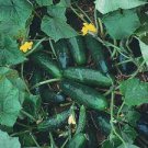 Marketmore 76 Mix Cucumber Vegetable For Garden Fresh 100 Seeds
