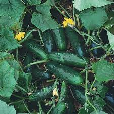 Marketmore 76 Mix Cucumber Vegetable For Garden Fresh 100 Seeds