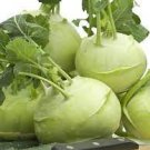 250 Seeds Fresh White Vienna Kohlrabi Seeds Vegetable For Garden
