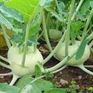 Vienna Kohlrabi Seeds 500 Seeds Fresh White Vegetable For Garden