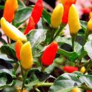 25 Seeds Tabasco Pepper Seeds Vegetable For Garden