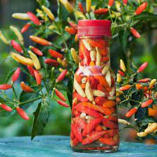 Fresh 50 Seeds Tabasco Pepper Seeds Vegetable For Garden