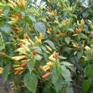 Pepper Fresh 100 Seeds Tabasco Pepper Seeds Vegetable For Garden
