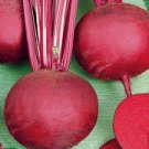Dark Red Vegetable Detroit Beet Seeds 240 Seeds For Garden