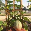 50 Fruit Seeds Hale's Best Jumbo Cantaloupe For Garden