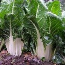 Vegetable 25 Seeds Chard Swiss Seeds For Garden