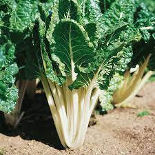 Green 50 Seeds Vegetable Seeds Chard Swiss Seeds For Garden