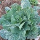 Vegetable 250 Seeds Fresh Morris Heading Collard Green Seeds For Garden