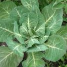 Collard Green Vegetable 500 Seeds Fresh Morris Heading Seeds For Garden