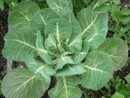 Collard Green Vegetable 500 Seeds Fresh Morris Heading Seeds For Garden
