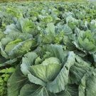 1000 Seeds Fresh Morris Heading Seeds For Garden Collard Green Vegetable