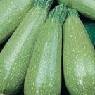 Squash Seeds 50 Seeds Grey Zucchini For Garden Vegetable