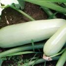Zucchini For Garden Vegetable Squash Seeds 100 Seeds Grey