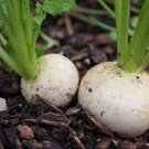 1000 Seeds Vegetable Seeds Shogoin Turnip Seeds