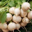 Shogoin Turnip Seeds 2000 Seeds Vegetable Seeds