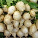 Turnip Seeds 4000 Seeds Vegetable Shogoin Seeds