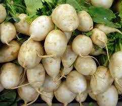 Turnip Seeds 4000 Seeds Vegetable Shogoin Seeds