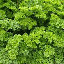 Curled Parsley Seeds 300 Seeds Vegetable Triple