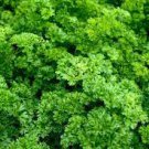 Vegetable Triple Curled Parsley Seeds 1200 Seeds