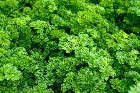 Vegetable Triple Curled Parsley Seeds 1200 Seeds