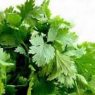 300 Seeds Vegetable Plain Italian Parsley Seeds
