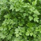 Parsley Seeds 600 Seeds Vegetable Plain Italia