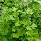 Vegetable Plain Italia Parsley Seeds 1200 Seeds