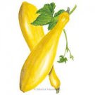 Vegetable Early Prolific Straightneck Squash 10 Seeds