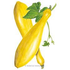 Vegetable Early Prolific Straightneck Squash 10 Seeds